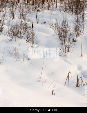 erba in grandi drift dopo nevicate e bizzard, la stagione invernale con clima freddo e un sacco di precipitazioni sotto forma di neve coprire il gras Foto Stock