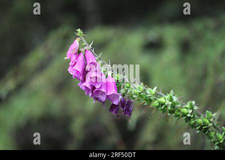 Fiori Foxglove comuni con semi in via di sviluppo, (digitalis purpurea), Teesdale, County Durham, UK Foto Stock