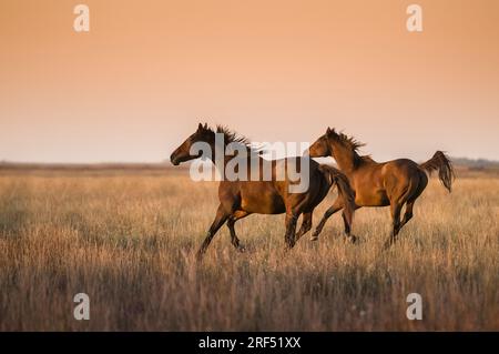 I cavalli nella campagna argentina Foto Stock