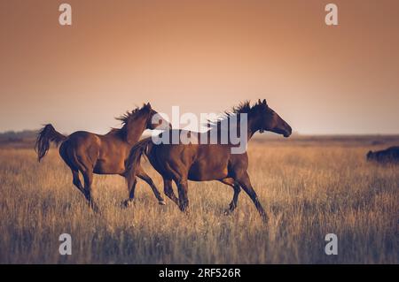 I cavalli nella campagna argentina Foto Stock