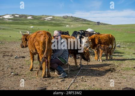 Mucche munte da una mandria in una valle remota nei monti Altai (montagne Altay) vicino ad Altai Sum a circa 200 chilometri da Ulgii (Ölgii) Foto Stock