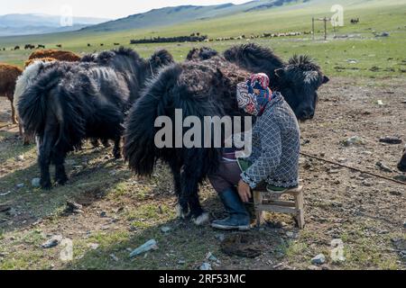 Una donna allevatrice sta mungendo uno Yak in una valle remota nelle montagne Altai (montagne Altay) vicino ad Altai Sum a circa 200 chilometri da Ulgii (Ölgii) in Foto Stock