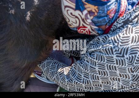 Una donna allevatrice sta mungendo uno Yak in una valle remota nelle montagne Altai (montagne Altay) vicino ad Altai Sum a circa 200 chilometri da Ulgii (Ölgii) in Foto Stock