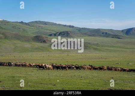 Un branco di pecore e capre in una valle remota nei monti Altai (Monti Altay) vicino ad Altai Sum a circa 200 chilometri da Ulgii (Ölgii) nel Ba Foto Stock