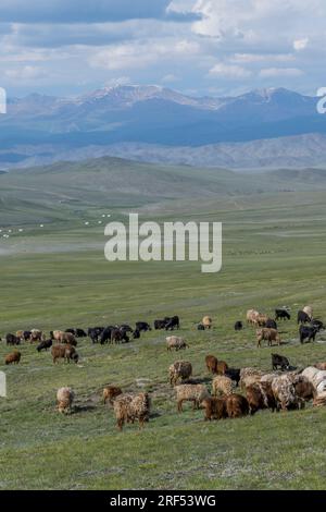 Un branco di pecore e capre in una valle remota nei monti Altai (Monti Altay) vicino ad Altai Sum a circa 200 chilometri da Ulgii (Ölgii) nel Ba Foto Stock