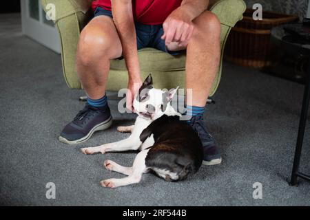 Cane Boston Terrier sdraiato sul pavimento ai piedi di un uomo che indossa pantaloncini corti. La mano di mans tiene la testa dei cani. Sono in un salotto. Foto Stock