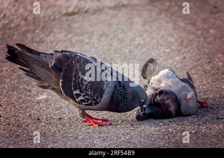 Un piccione roccioso (Columba livia) cerca di far rivivere il suo compagno morto, l'11 maggio 2023, a Pascagoula, Mississippi. Foto Stock