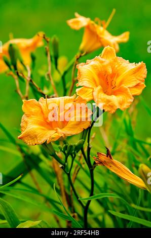 Un giorno arancione (Hemerocallis fulva) è raffigurato, l'11 maggio 2023, a Gautier, Mississippi. Foto Stock
