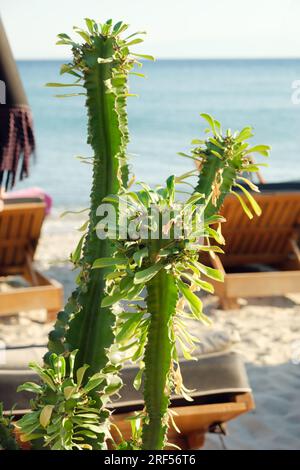 Euphorbia Gens Plant Foto Stock