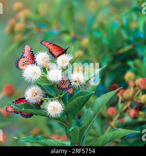 Un gruppo di farfalle Monarch dai colori vivaci, o Danaus plexippus, si nutre di un cefalo, in una mattina estiva molto calda vicino a un lak Foto Stock