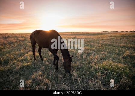 I cavalli nella campagna argentina Foto Stock