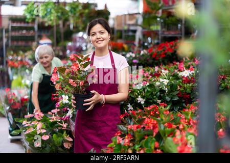 Fiorista asiatica sorridente che organizza Begonia Big in Greenhouse Foto Stock