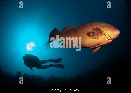 Cernia di Nassau con subacquea Foto Stock