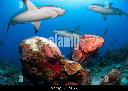 Squalo della barriera corallina caraibica (Carcharhinus perezi) e cernia di Nassau (Epinephelus striatus) che nuotano intorno a coralli malati. Foto Stock