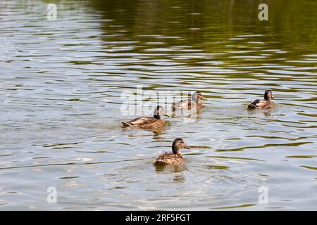 stagione primaverile con anatre di uccelli selvatici, anatre selvatiche nell'ambiente naturale, piccole anatre selvatiche sul territorio dei laghi Foto Stock