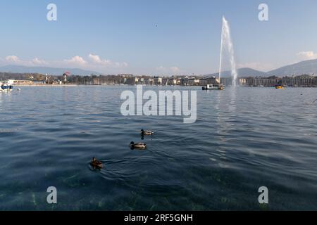 Ginevra - Svizzera - 25 marzo 2022: Vista panoramica di un'anatra che nuota nelle acque turchesi del lago di Ginevra nel porto di Ginevra. Foto Stock