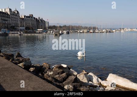 Ginevra - Svizzera - 25 marzo 2022: Vista panoramica di un cigno bianco che nuota nelle acque turchesi del lago di Ginevra nel porto di Ginevra. Foto Stock