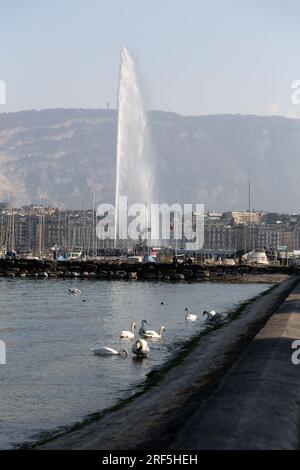 Ginevra - Svizzera - 25 marzo 2022: Vista panoramica di un cigno bianco che nuota nelle acque turchesi del lago di Ginevra nel porto di Ginevra. Foto Stock