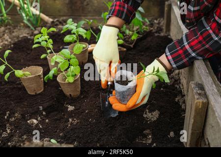 Donna che piantina piantine nel terreno all'aperto, primo piano Foto Stock