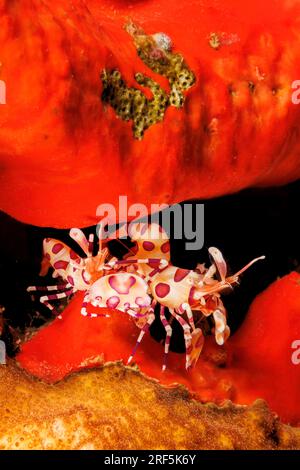 Un paio accoppiato di gamberi Harlequin, Hymenocera picta, in una fessura di spugna rossa, Hawaii. Foto Stock