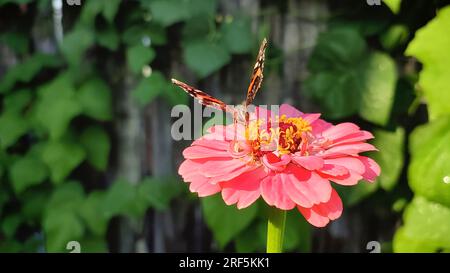 Farfalla monarca su fiore di zinnie Foto Stock