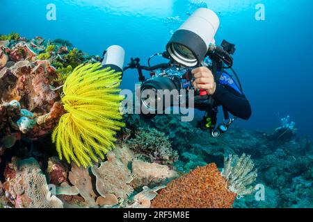 Un subacqueo che riprende una reflex digitale si allinea su un crinoide, Oxycomanthus bennetti, chiamato anche giglio marino o stella di piume, su una barriera corallina indonesiana. Foto Stock