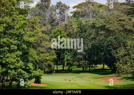 Windsor Golf Country Club Hotel nella Contea di Nairobi City Kenya East Africa Landscapes Playground Golf Center Foto Stock