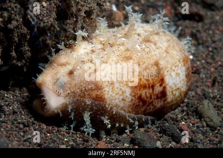 Cowrie spessa, Erronea caurica, con papillae estese, Scuba Seraya Beach Resort House Reef, Karangasem, Bali, Indonesia Foto Stock