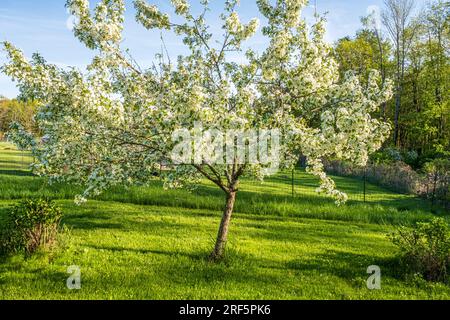 Un albero di mele di granchio fiorito in primavera nel Massachusetts Foto Stock