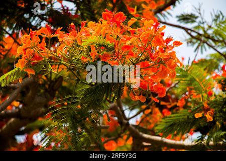 Colorata poinciana reale a Khulna, Bangladesh, a breve distanza Foto Stock