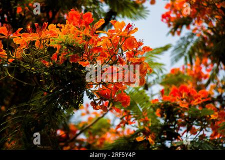 Colorata poinciana reale a Khulna, Bangladesh, a breve distanza Foto Stock