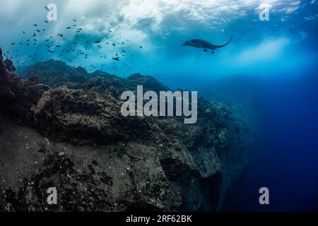 Giant Pacific Manta Ray (Manta birostris) a Cabo Pierce, Isole Revillagigedo, Messico Foto Stock