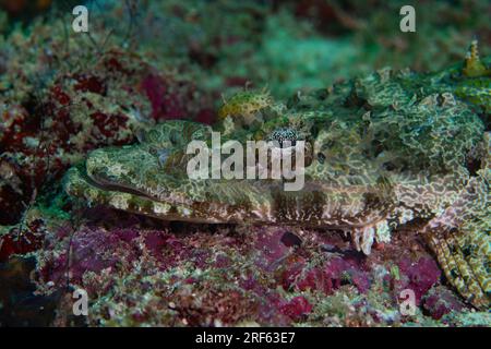 Primo piano di un colorato coccodrillo adagiato sulla barriera corallina rossa Foto Stock