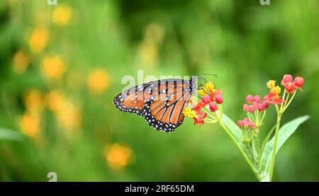 Farfalla regina (Danaus gilippus) che si nutre di fiori tropicali di piante di Milkweed nel giardino estivo. Copia spazio. Foto Stock