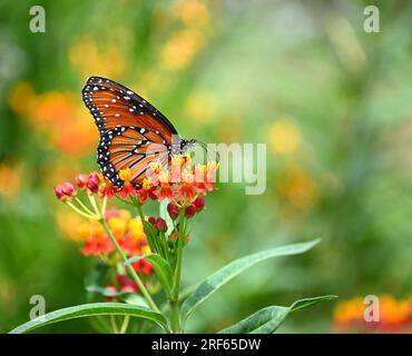 Farfalla regina (Danaus gilippus) che si nutre di fiori tropicali di piante di Milkweed nel giardino estivo. Copia spazio. Foto Stock