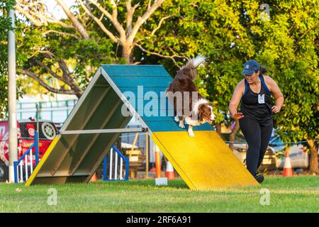 ROYAL DARWIN SHOW, NT AUSTRALIA - 29 luglio 2023: Gara di agilità per cani al Royal Darwin Show 2023. Foto Stock