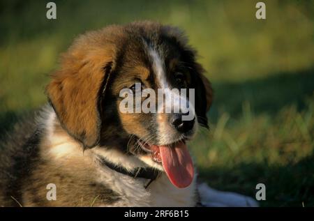 Cane da montagna Bernese, cucciolo, Ritratto, maschio di 10 settimane, FCI, Standard No. 45 Foto Stock