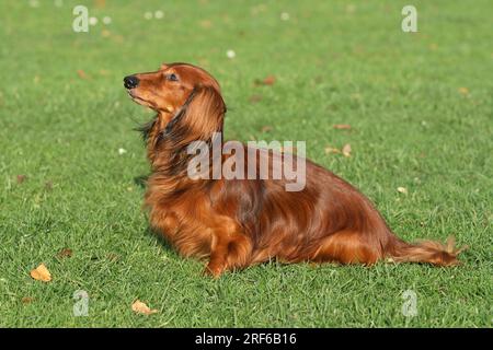 Dachshund a capelli lunghi seduto in un prato, FCI, Standard No. 148 Foto Stock