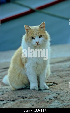 Giovane gatto rosso e bianco, giovane gattino rosso e bianco seduto su una strada di pietra Foto Stock