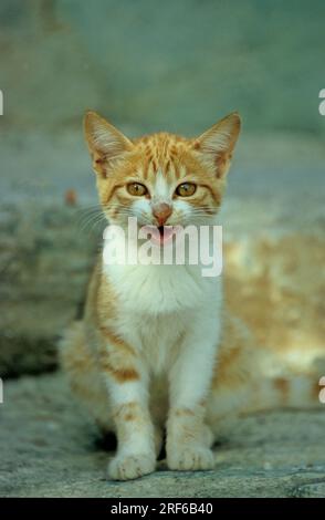 Giovane gatto rosso e bianco, giovane gattino rosso e bianco seduto su roccia di pietra Foto Stock