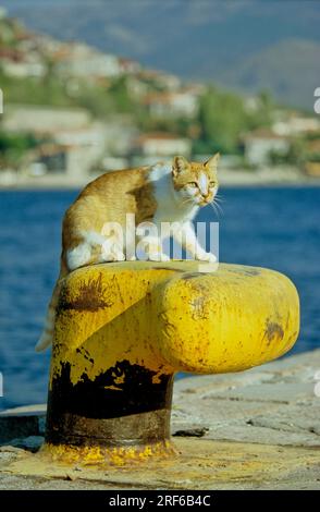 Giovane gatto rosso e bianco, giovane gattino rosso e bianco seduto su un molo del porto Foto Stock