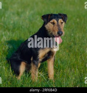 Fox Terrier a capelli rossi Foto Stock