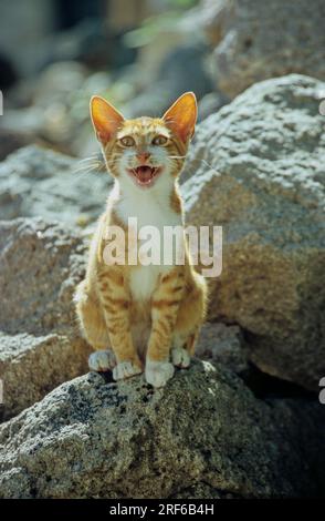 Giovane gatto rosso e bianco, giovane gattino rosso e bianco siede su roccia di pietra, bocca aperta, meow Foto Stock