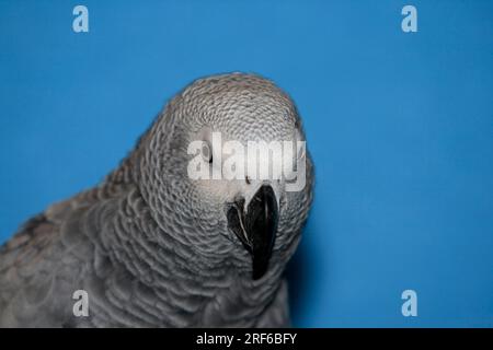 Pappagallo grigio del Congo (Psittacus erithacus erithacus) seduto su legno, pappagallo grigio del Congo femmina di 1, 5 anni Foto Stock