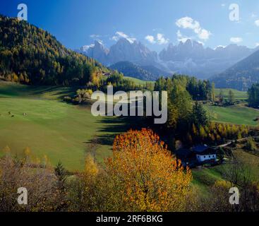 Autunno nella Valle di Villnoess, sullo sfondo le cime del Geisler e le torri della Fermeda. I-Italy/Dolomiti Foto Stock