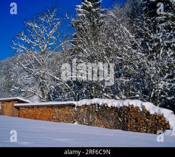 Pali di legno sotto alberi innevati, legna da ardere Foto Stock