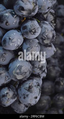 Odessa, Ucraina. 8th giugno, 2023. Dettagli di uve fresche scure con gocce d'acqua, primo piano (Credit Image: © Andrey Nekrasov/ZUMA Press Wire) SOLO PER USO EDITORIALE! Non per USO commerciale! Foto Stock