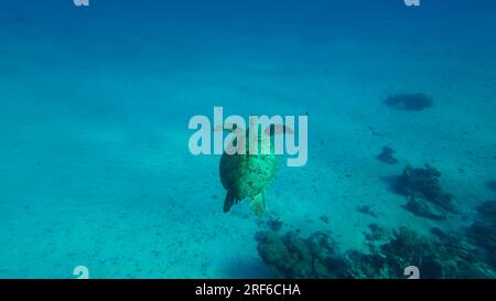 Mar Rosso, Egitto. 17 giugno 2023. Vista dall'alto della grande tartaruga del Mare Verde (Chelonia mydas) che galleggia nel profondo del fondo marino vicino alla barriera corallina, grandangolo (Credit Image: © Andrey Nekrasov/ZUMA Press Wire) SOLO PER USO EDITORIALE! Non per USO commerciale! Foto Stock