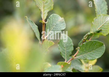 Salice auricolare (Salix aurita), primo piano delle foglie, High Fens, Belgio Foto Stock