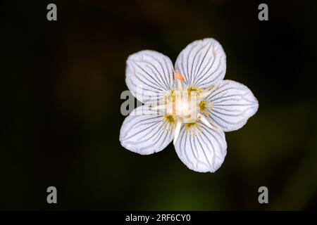 Erba di palude del parnaso (parnassia palustris), fiore dall'alto in primo piano, Baviera, Germania Foto Stock